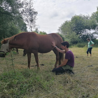 OUTDOOR workshop 'Energie-en opstellingswerk tussen de paarden'